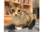 Everly Domestic Shorthair Young Female