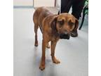 Bradley Redbone Coonhound Young Male