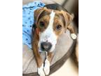 Adopt Copper a Hound, Mixed Breed