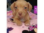 Mighty Mouse (aka Minni) Mixed Breed (Medium) Puppy Female