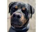 Beya Rottweiler Adult Female