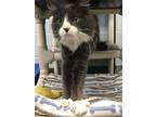 Chica Domestic Longhair Adult Female