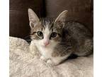 Possum Domestic Shorthair Young Male