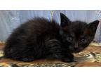 Cypress Domestic Shorthair Young Male