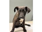 Adopt Shadow a Terrier, Mixed Breed