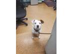 Adopt Jay a Terrier, Mixed Breed