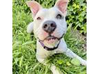 Adopt Ghostie a Pit Bull Terrier