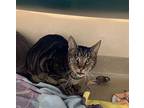 Hisser Domestic Shorthair Senior Male