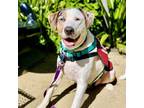 Adopt Tugboat a Catahoula Leopard Dog