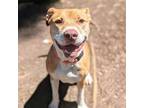 Adopt Pritchard a Pit Bull Terrier