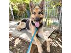 Adopt Monaco a German Shepherd Dog