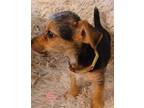TIM 985113008782363 Yorkie, Yorkshire Terrier Puppy Male