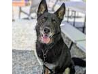 Adopt Navarro a German Shepherd Dog