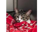 Adopt Barracuda a Domestic Short Hair