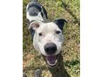 Adopt William a Pit Bull Terrier