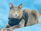 Sebastian Russian Blue Adult Male