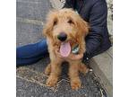 ANNIKA Golden Retriever Puppy Female