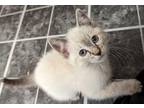 LULLABY Domestic Shorthair Kitten Female