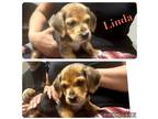 Linda Beagle Puppy Female