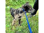 Jace Catahoula Leopard Dog Young Male