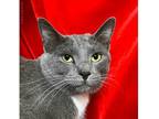 Barry White Domestic Shorthair Adult Male