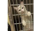 Dust Bunny Domestic Shorthair Adult Female