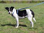 Dixie Rat Terrier Adult Female