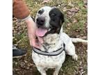 Adopt Dumont a Cattle Dog, Mixed Breed