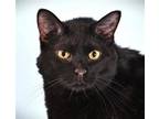 Adopt BEAR a Domestic Medium Hair