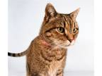 Adopt WHISKERS a Domestic Short Hair