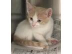 Cry Baby Domestic Shorthair Adult Male