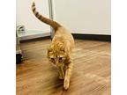 Simply Orange Domestic Shorthair Young Male