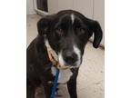 Macy Border Collie Adult Female