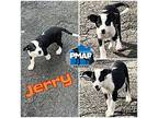 Jerry Terrier (Unknown Type, Medium) Puppy Male