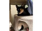 Mitzie Domestic Shorthair Senior Female