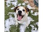 Adopt Gonzo a Boxer