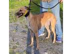 Adopt Toffee a Greyhound