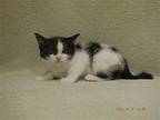 FRANNIE Domestic Mediumhair Kitten Female