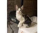 Toby Domestic Shorthair Kitten Male