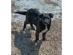 (at) Abe Mixed Breed (Medium) Puppy Male