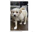 Scrum Great Pyrenees Puppy Male