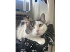Willow Domestic Shorthair Adult Female