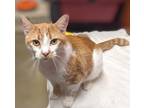 Adopt Tapper (FCID# 04/10/2024 - 92 Trainer) a Tabby