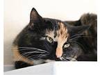 Lucille Domestic Shorthair Adult Female