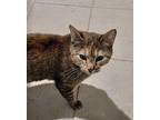 Muffin1 Domestic Shorthair Adult Female