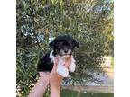 Maltipoo Puppy for sale in La Habra, CA, USA