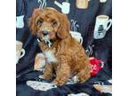 Cavapoo Puppy for sale in Lakeland, FL, USA