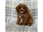 Cavapoo Puppy for sale in Lakeland, FL, USA