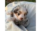 Australian Shepherd Puppy for sale in Coleman, TX, USA