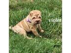 Chinese Shar-Pei Puppy for sale in Fancy Gap, VA, USA